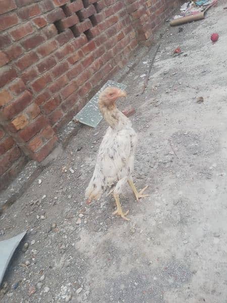 aseel breeder female(urgent sale) 3