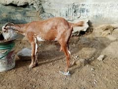 Khobsorat Tedy bakri for sale