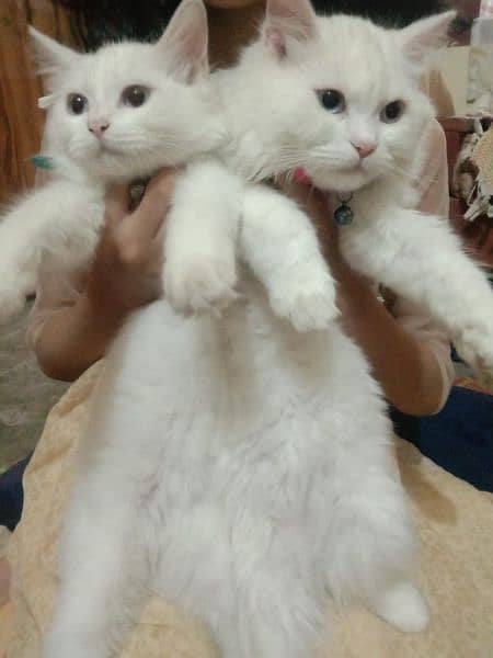 Persian Cat Pair Urgent sale with All Accessories 1