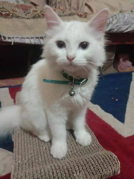 Persian Cat Pair Urgent sale with All Accessories 2