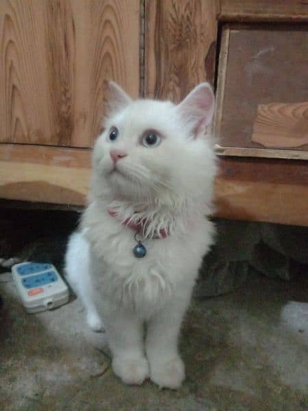 Persian Cat Pair Urgent sale with All Accessories 3