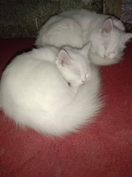 Persian Cat Pair Urgent sale with All Accessories 5