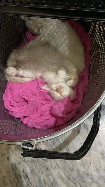 Persian Cat Pair Urgent sale with All Accessories 6