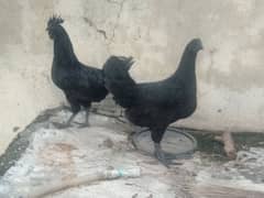 Ayam cemeni for sale eggs b da re hai