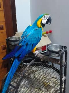 macaw