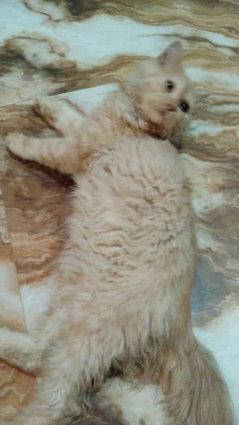 Persian cat for sale 1