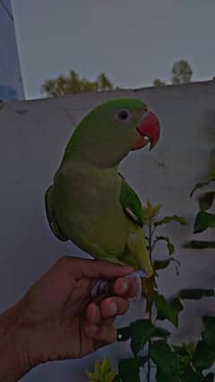 Green Raw Parrot handTamed For sale 0