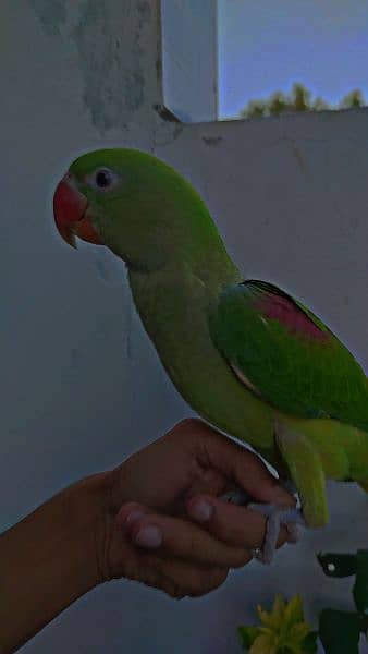 Green Raw Parrot handTamed For sale 1