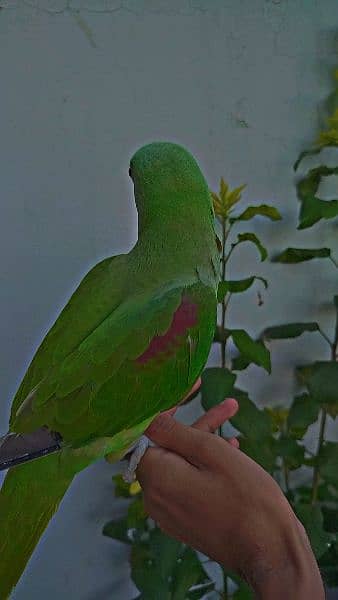 Green Raw Parrot handTamed For sale 3