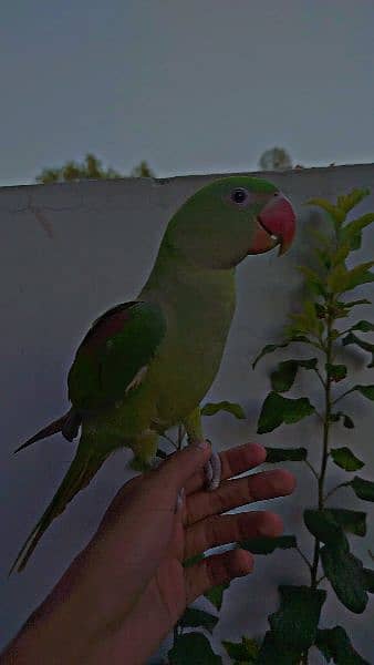 Green Raw Parrot handTamed For sale 6