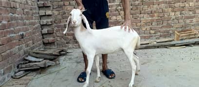 bakri