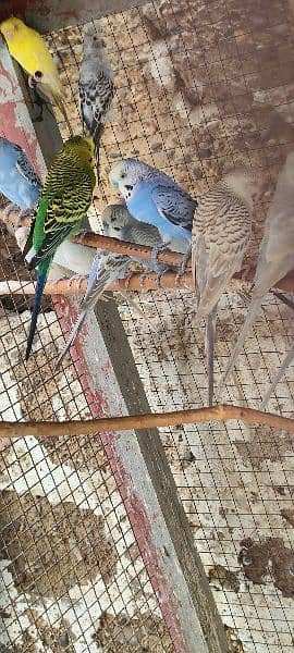 1 Australian parrot only price 300 olx per msg karan ap sy contact kar 1