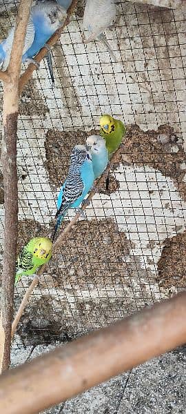 1 Australian parrot only price 300 olx per msg karan ap sy contact kar 2