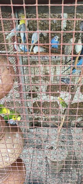 1 Australian parrot only price 300 olx per msg karan ap sy contact kar 4