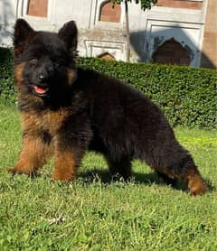 German shepherd long Cote show quality havey bone structure puppies