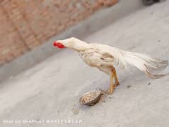 Indian Parrot Beak long tail Aseel | O Shamo | thai aseel