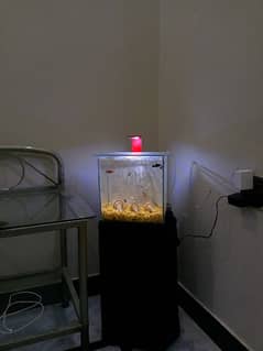 Fish setup for Sale