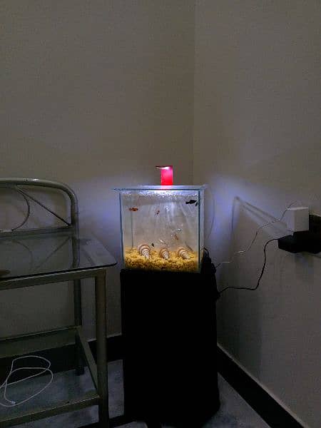 Fish setup for Sale 0