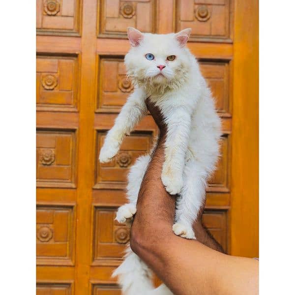 Persian hamalian british punch face piki face cat's and kitten's 2