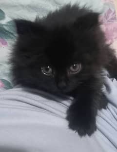 Black Persian Kitten available for sale (Read Description please)