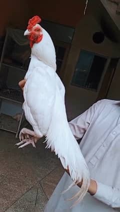 Paper white Heera Pair for sale