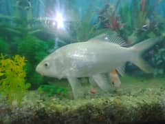 White Koi Carp Fish For Sale