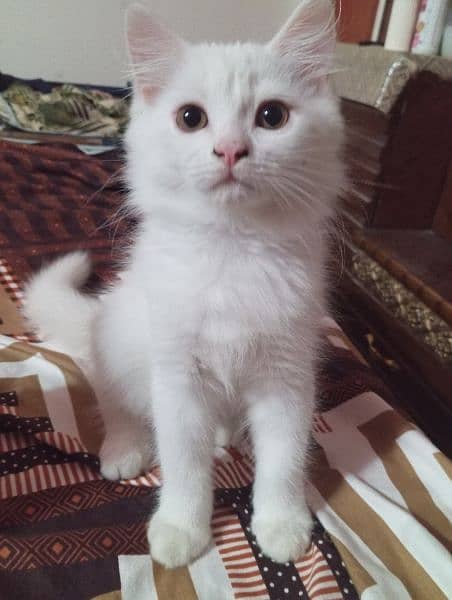 male cat along with kittens for sale 2