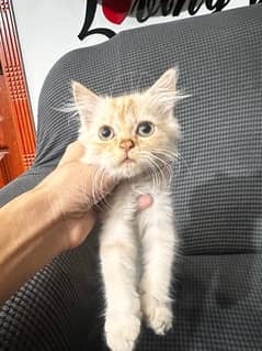 Persian Triple Coated Kitten 2 Months Old