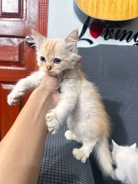 Persian Triple Coated Kitten 2 Months Old 1