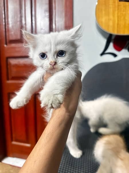 Persian Triple Coated Kitten 2 Months Old 3