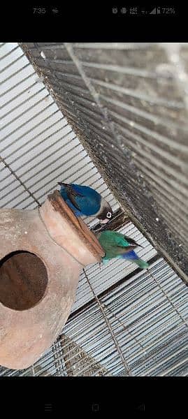 blue Violet Pasnata personata parrot fisher Fischer 1