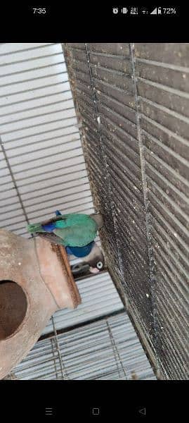 blue Violet Pasnata personata parrot fisher Fischer 2