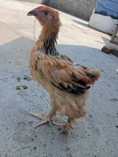 Brahma chick 0