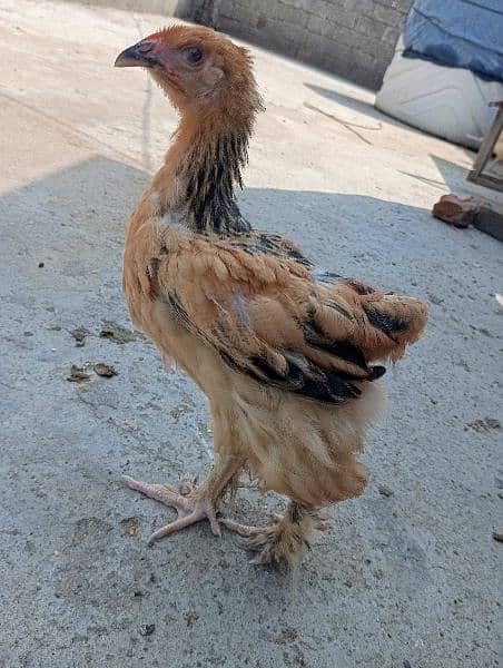 Brahma chick 0