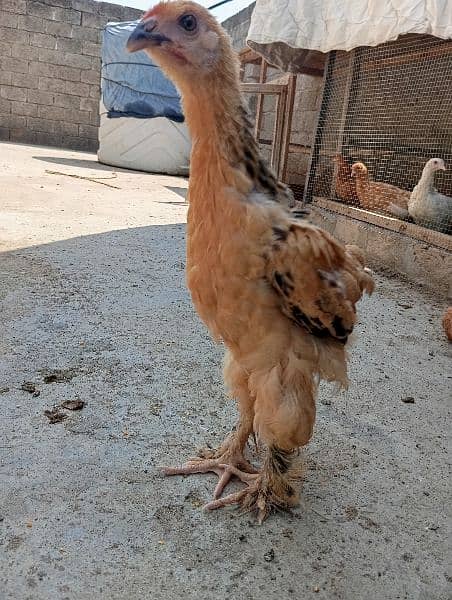 Brahma chick 1