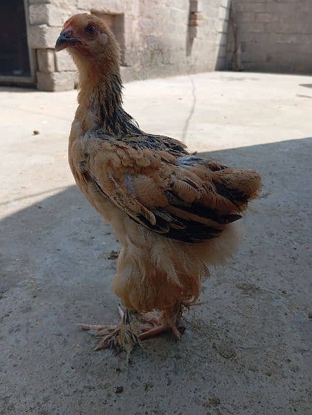 Brahma chick 2