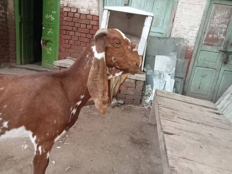 nagra bakri for sale 03052593845 1