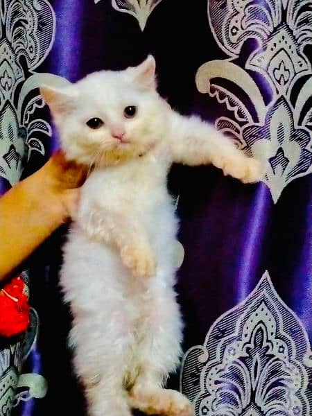 Persian fluffy kittens 2