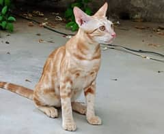 orange tabby kitten forsale