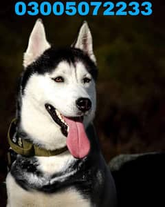 out class huge size sibarian husky