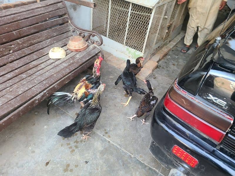 sindhi breed Two families for sell 0