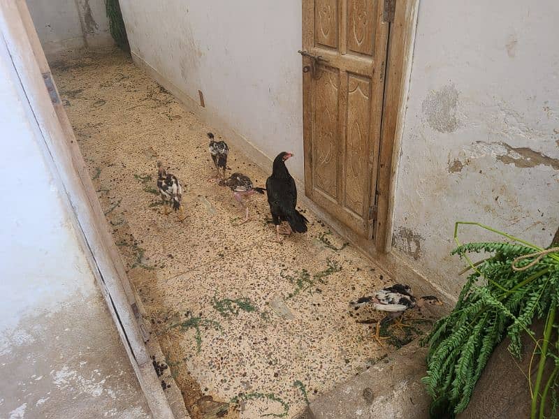 sindhi breed Two families for sell 1