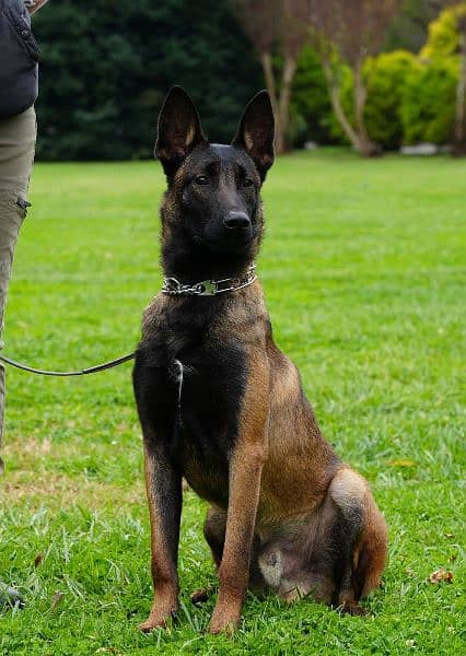 Belgium malinois puppies available for sale 1