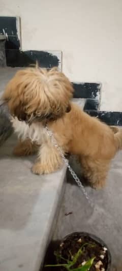 want to sell active Shihtzu Puppy age is 4 month