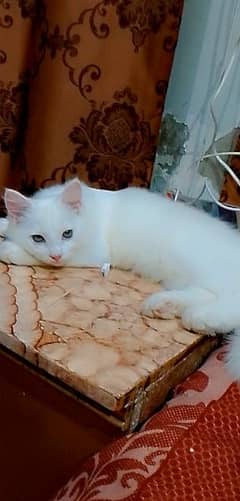 Fully white Fully Active Persian Breeder Cat Triple Coated