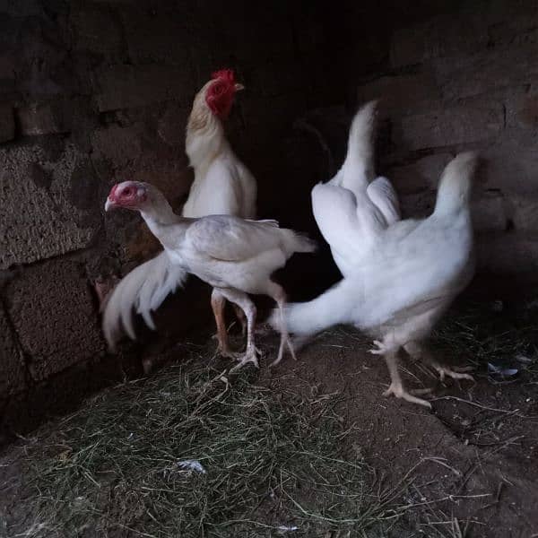 White Aseels for sale 1