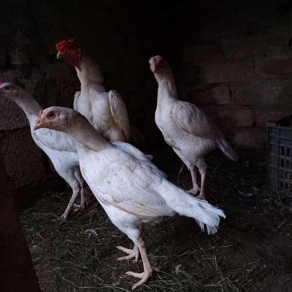 White Aseels for sale 2