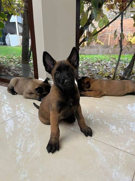 Belgium malinois puppies available for sale 0