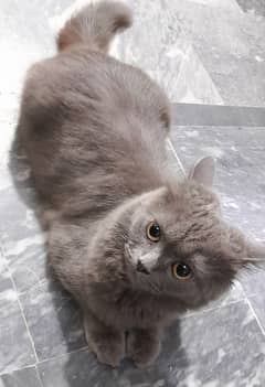 Grey colored persian female cat for sale! 0