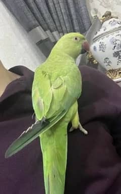 Green Beautiful Parrot